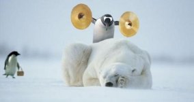 Penguin.jpg