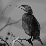 CormorantBW.jpg