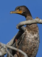 Cormorant3.jpg