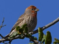 Finch3.jpg