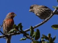 Finch6.jpg