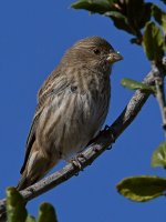 Finch7.jpg
