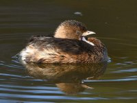 Grebe2.jpg