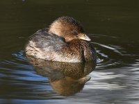 Grebe4.jpg