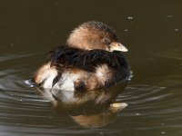Grebe5.jpg