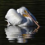 Pelican6.jpg