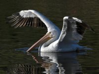 Pelican3.jpg