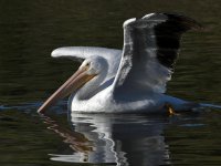 Pelican4.jpg