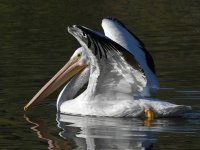 Pelican5.jpg