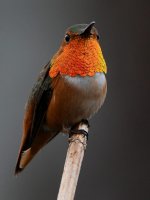 Hummer4.jpg
