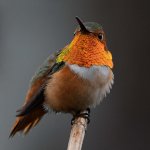Hummer9.jpg