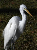 Egret.jpg