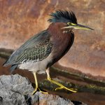 GreenHeron2.jpg