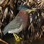 GreenHeron6.jpg
