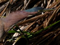 GreenHeron9.jpg