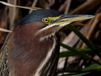 GreenHeron12.jpg