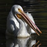 Pelican4.jpg