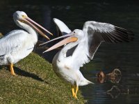 Pelican6.jpg