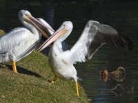 Pelican8.jpg