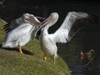 Pelican10.jpg