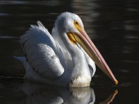 Pelican11.jpg