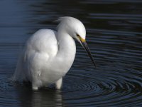 Egret3.jpg