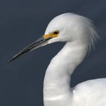 Egret5.jpg