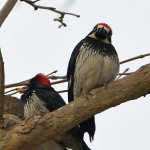 Woodpecker2.jpg