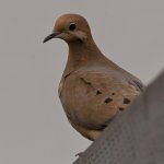 Dove3.jpg