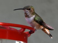 Hummer3.jpg