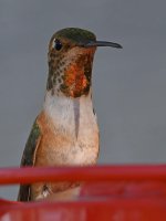 Hummer5.jpg