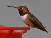 Hummer8.jpg