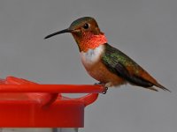 Hummer10.jpg