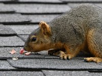 Squirrel2.jpg