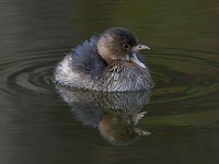 Grebe3_2021_01_19.jpg