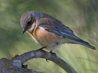 Bluebird5.jpg