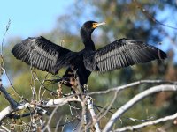 Cormorant.jpg