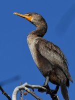 Cormorant4.jpg