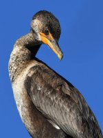 Cormorant3.jpg
