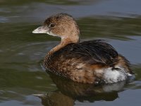 Grebe2.jpg