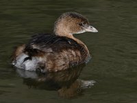 Grebe5.jpg