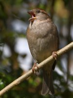Sparrow9.jpg