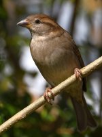 Sparrow12.jpg