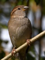 Sparrow11.jpg