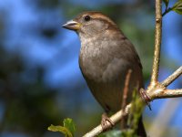 Sparrow16.jpg