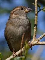 Sparrow19.jpg