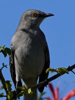 Mockingbird2.jpg