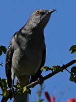 Mockingbird3.jpg
