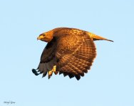RedtailSunrise-752.jpg