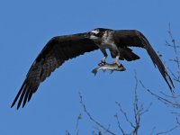 Osprey4.jpg